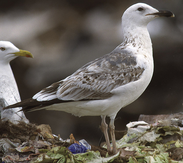Heuglin's Gull - Larus heuglini