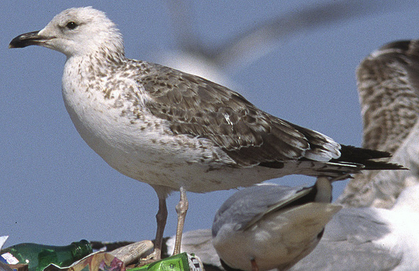 Heuglin's Gull - Larus heuglini
