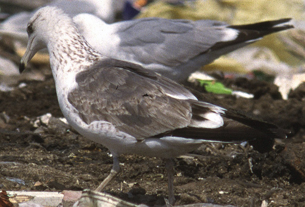 Heuglin's Gull - Larus heuglini