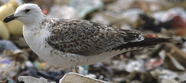 Heuglin's Gull - Larus heuglini