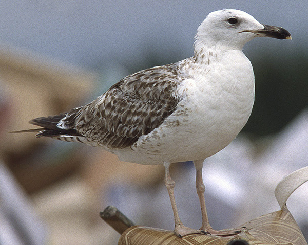 Heuglin's Gull - Larus heuglini