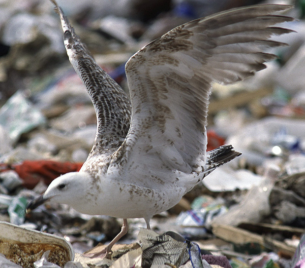 Heuglin's Gull - Larus heuglini