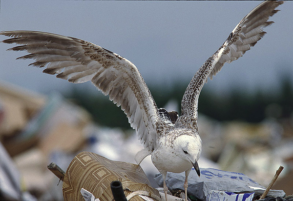 Heuglin's Gull - Larus heuglini