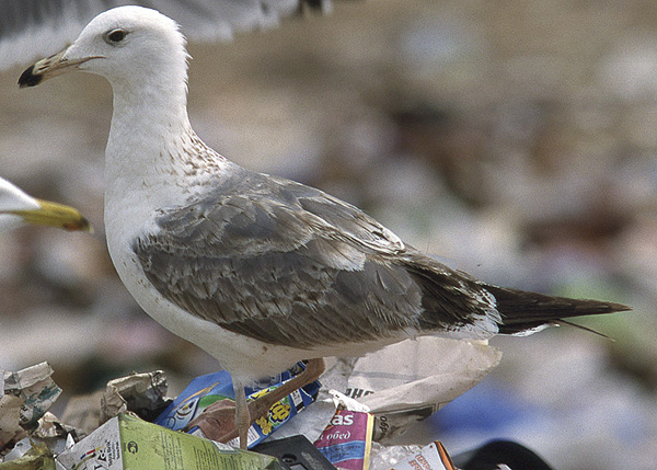Heuglin's Gull - Larus heuglini