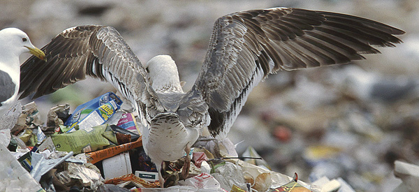 Heuglin's Gull - Larus heuglini