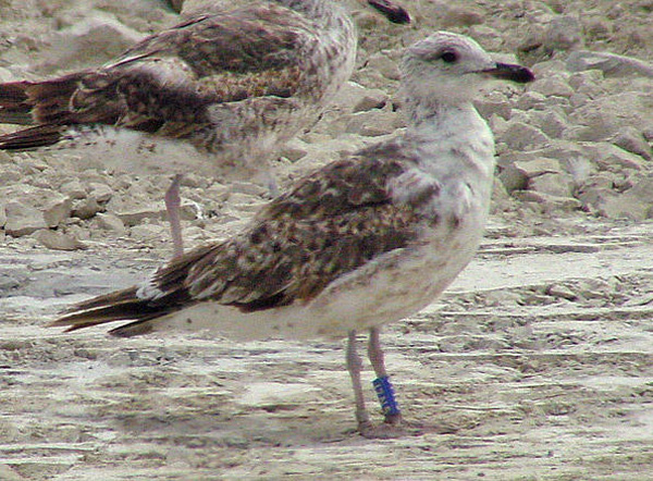 Lesser Black-backed Gull - Larus fuscus intermedius
