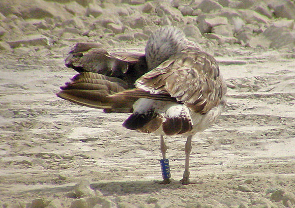 Lesser Black-backed Gull - Larus fuscus intermedius