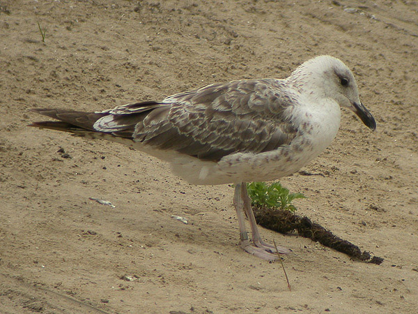Lesser Black-backed Gull - Larus fuscus intermedius