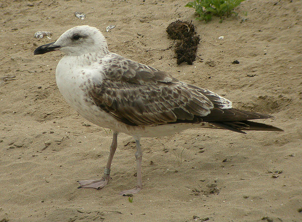 Lesser Black-backed Gull - Larus fuscus intermedius