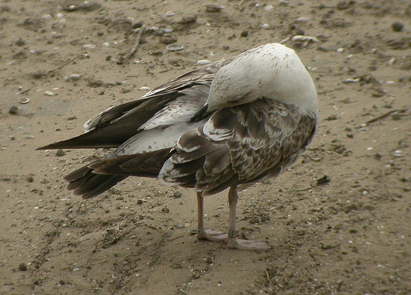 Lesser Black-backed Gull - Larus fuscus intermedius