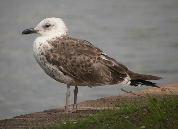Lesser Black-backed Gull - Larus fuscus intermedius