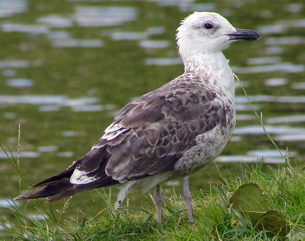Lesser Black-backed Gull - Larus fuscus intermedius