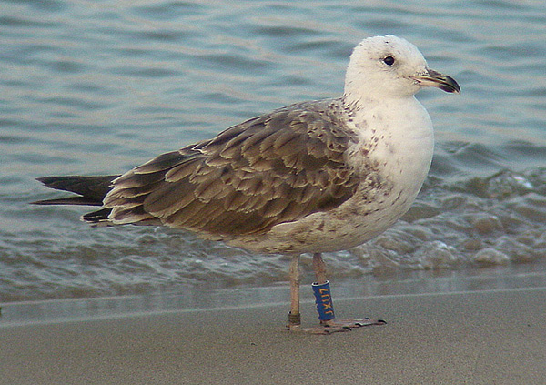Lesser Black-backed Gull - Larus fuscus intermedius