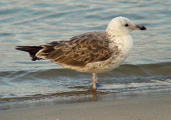 Lesser Black-backed Gull - Larus fuscus intermedius