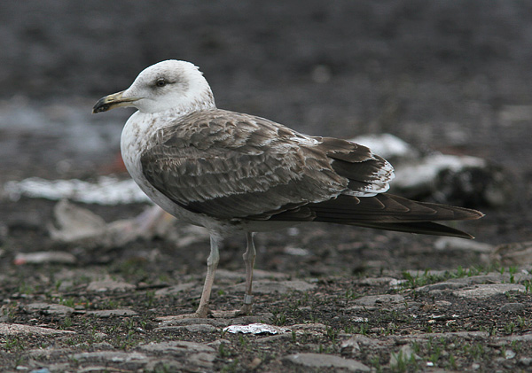 Lesser Black-backed Gull - Larus fuscus intermedius