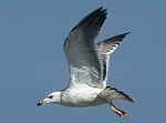 Heuglin's Gull - Larus heuglini
