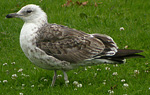 Heuglin's Gull - Larus heuglini