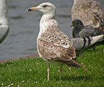 Heuglin's Gull - Larus heuglini