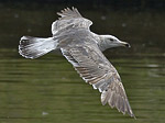 Heuglin's Gull - Larus heuglini