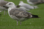 Heuglin's Gull - Larus heuglini