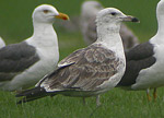 Heuglin's Gull - Larus heuglini