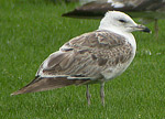 Heuglin's Gull - Larus heuglini