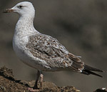 Heuglin's Gull - Larus heuglini