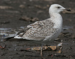 Heuglin's Gull - Larus heuglini