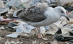 Heuglin's Gull - Larus heuglini