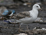 Heuglin's Gull - Larus heuglini