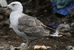 Heuglin's Gull - Larus heuglini