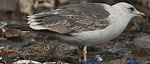 Heuglin's Gull - Larus heuglini
