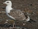 Heuglin's Gull - Larus heuglini