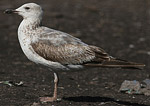 Heuglin's Gull - Larus heuglini