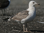 Heuglin's Gull - Larus heuglini