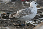 Heuglin's Gull - Larus heuglini