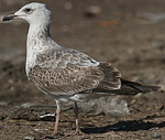 Heuglin's Gull - Larus heuglini