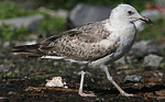 Heuglin's Gull - Larus heuglini