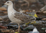 Heuglin's Gull - Larus heuglini