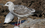 Heuglin's Gull - Larus heuglini