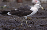 Baltic Gull - Larus fuscus fuscus