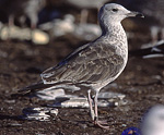 Baltic Gull - Larus fuscus fuscus