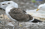 Baltic Gull - Larus fuscus fuscus