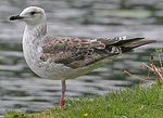 Baltic Gull - Larus fuscus fuscus