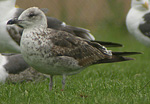 Baltic Gull - Larus fuscus fuscus