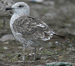 Baltic Gull - Larus fuscus fuscus
