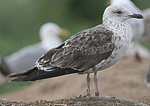 Baltic Gull - Larus fuscus fuscus