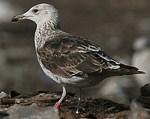 Baltic Gull - Larus fuscus fuscus
