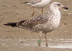 Lesser Black-backed Gull - Larus fuscus graellsii
