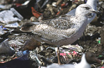 Heuglin's Gull - Larus heuglini